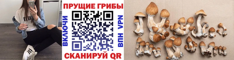 Псилоцибиновые грибы Cubensis  даркнет сайт  Краснообск 
